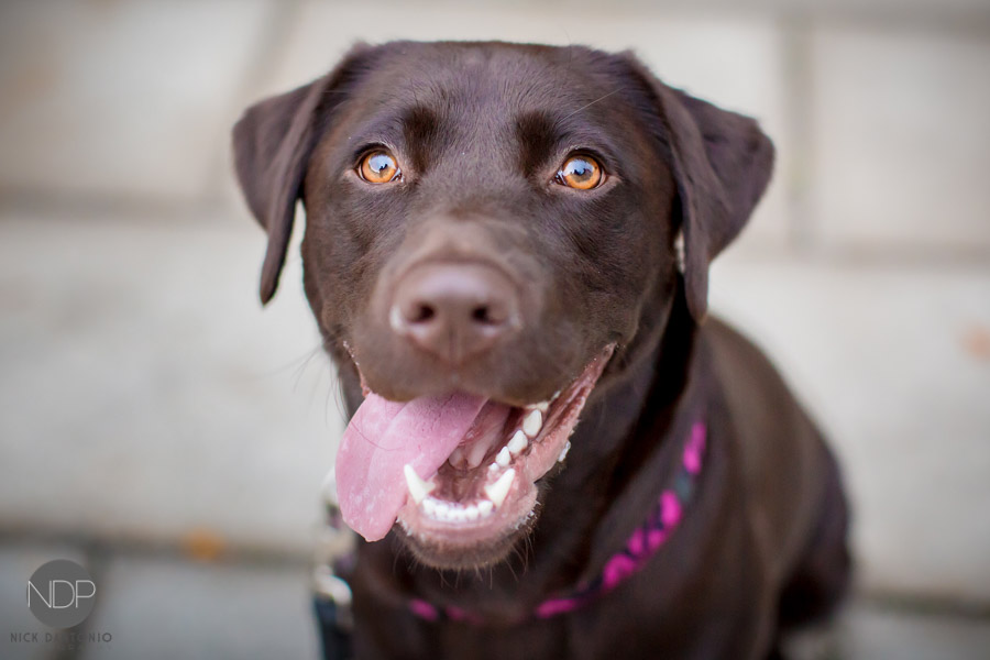 4-Hoyt Lake Buffalo Engagement Photos-Blog_© NDP 2014