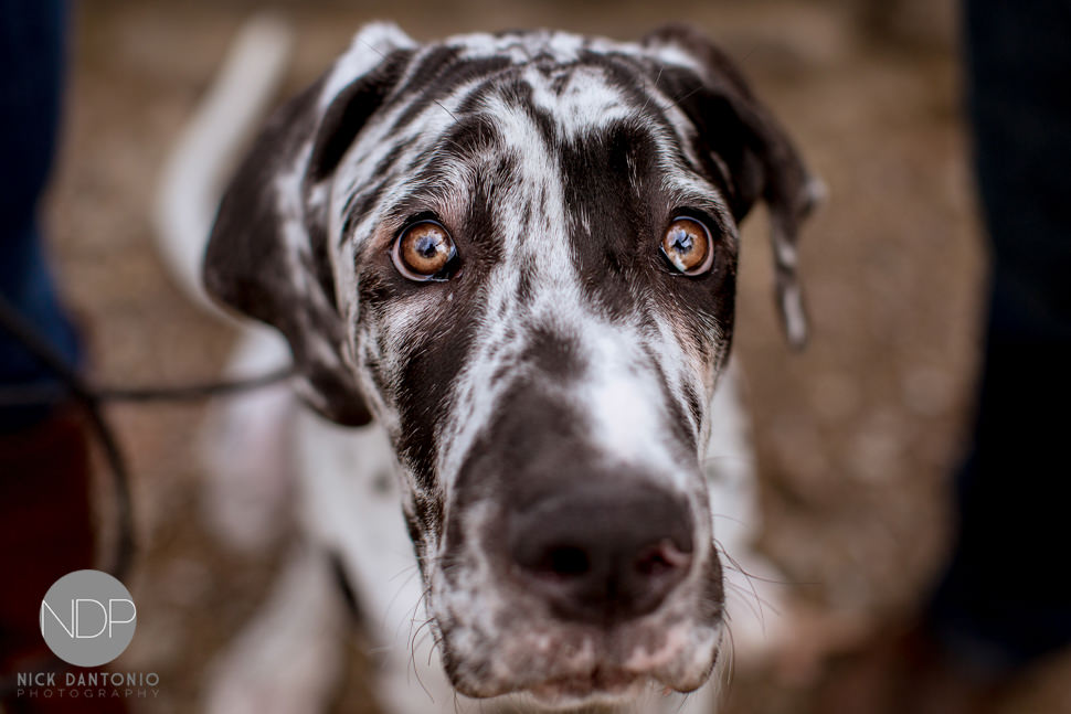 Letchworth State Park Engagement Photos-7-Blog_© NDP 2016